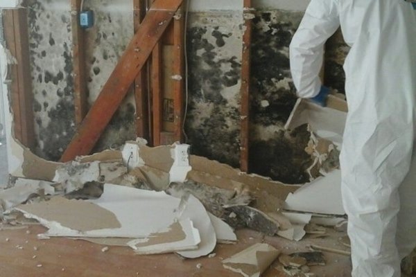 Mold Remediation Company