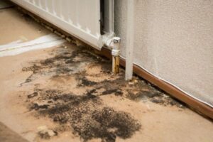 Mold Removal Services