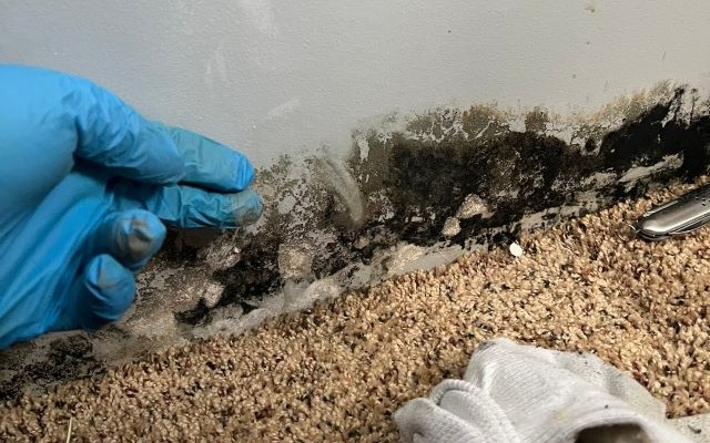 Mold Removal Service