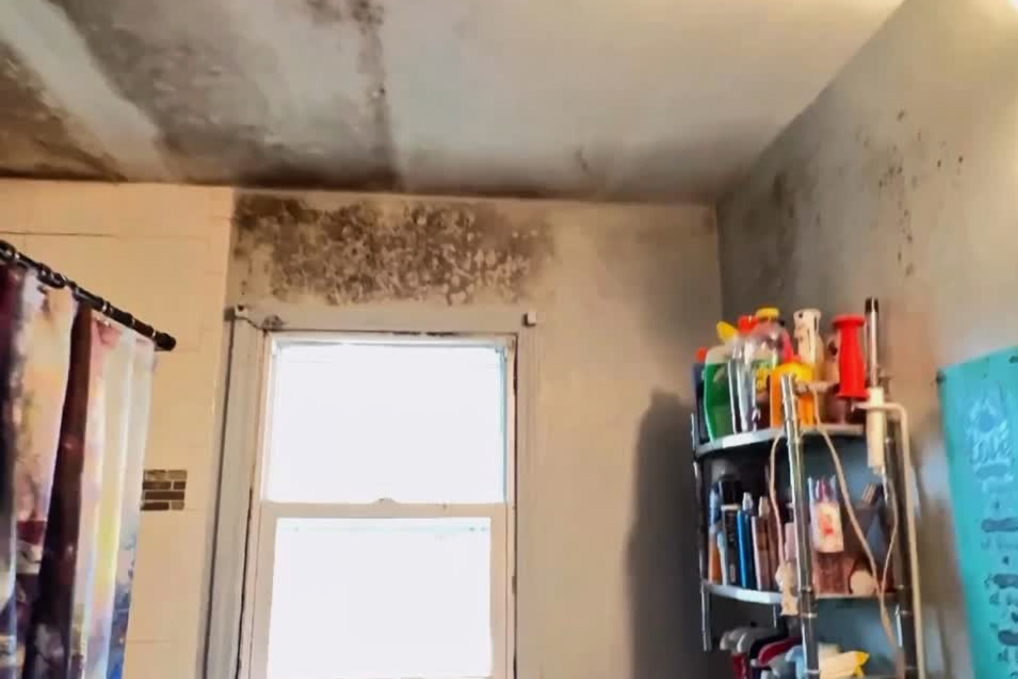 Mold Damage Remediation - Black Mold Damage Removal - Beloit WI
